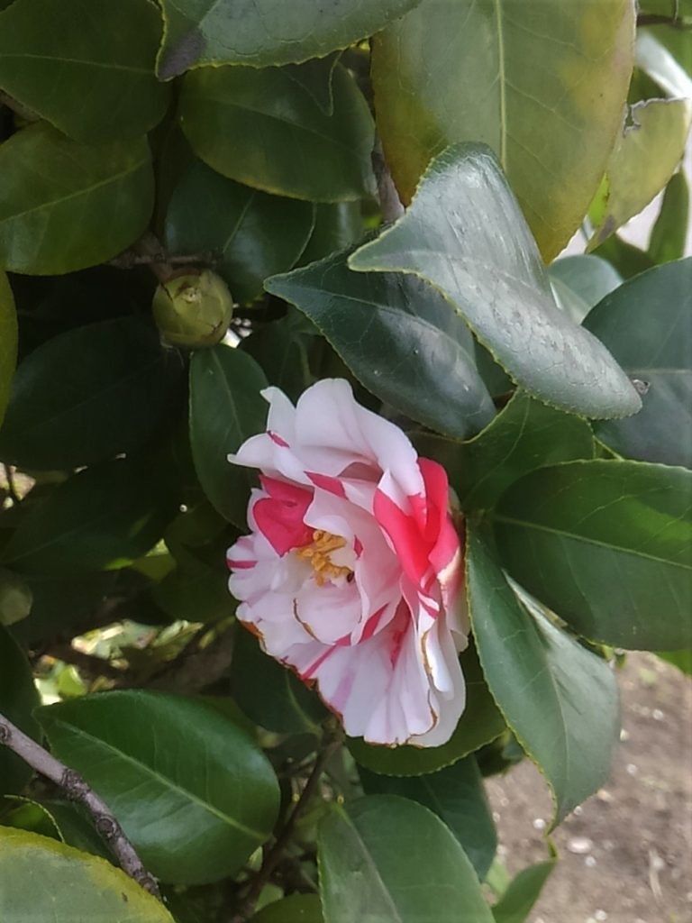 パークロードの花３月